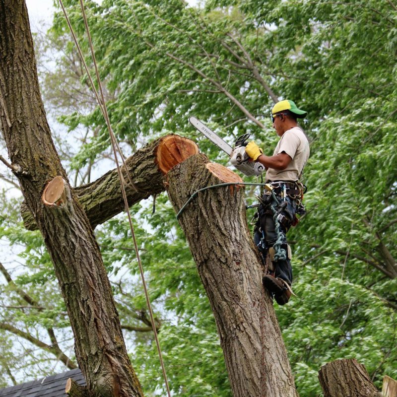 Tree Surgeon Service